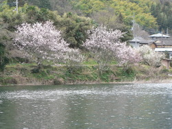 春が来ました。