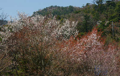 山の上でも山桜満開