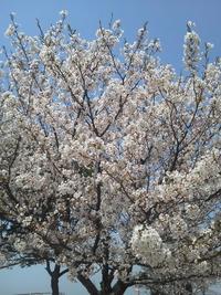 ふくふくポーチ