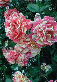 バラの花