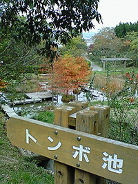 トンボ池