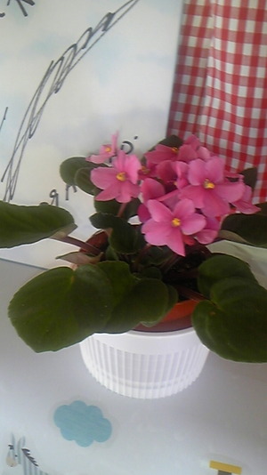 お花いっぱい♪