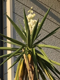 今年も咲きました〜