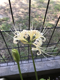 マンジュシャゲ