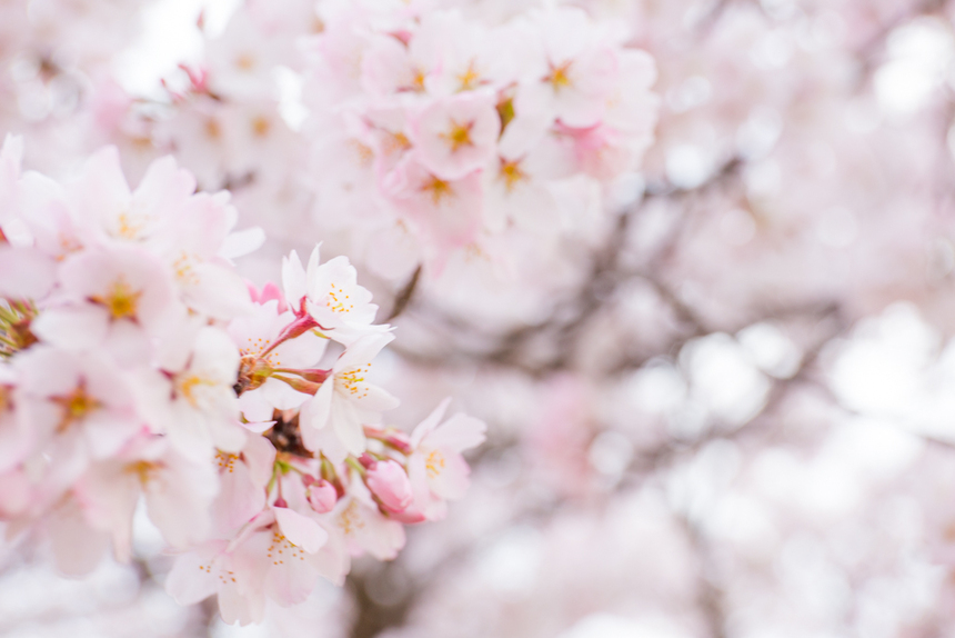 (´ω｀)桜とか。