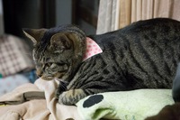 (´ω｀)明日に詳細を～。