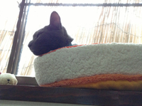 今日の七緒