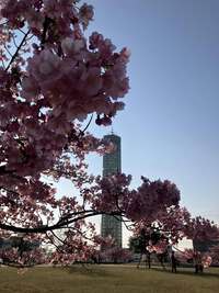 宇多津の桜の公園とスタバ