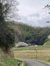 堀池の枝垂れ桜