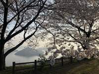 紫雲出山の桜
