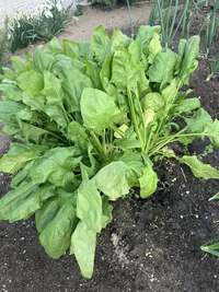 ほうれん草