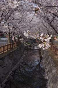 枝垂れ桜を巡る旅♬