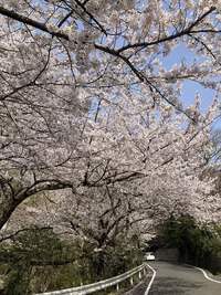 桜を巡る旅　②