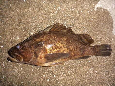 釣れる気
