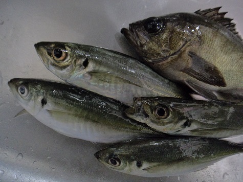 今宵も海へ行く
