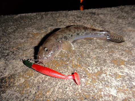 今宵も魚を求めて