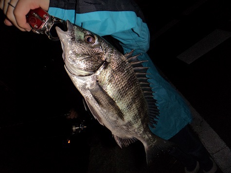今宵も魚を求めて