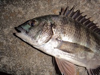 今宵も魚を求めて