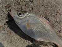小魚日和