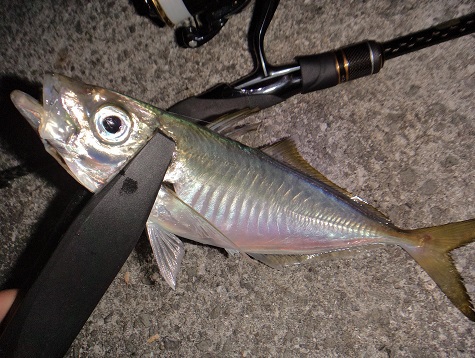 最高の納め釣行