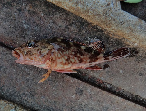 須磨海釣り公園