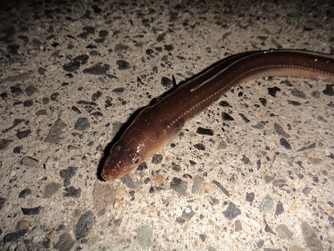 食す目的のために