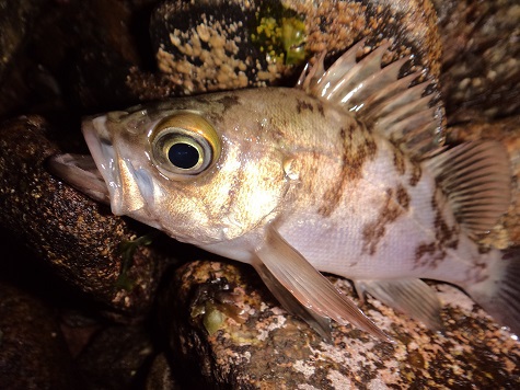 風邪っぴき釣行