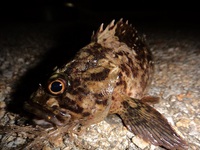 好みの釣り
