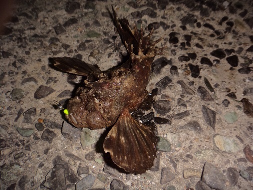 鬼虎魚