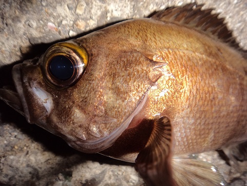 鬼虎魚