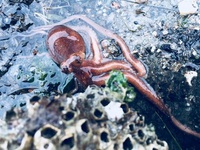 浅瀬の住人たち