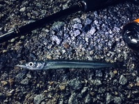 小魚シンドローム
