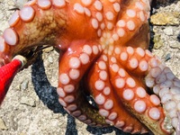 octopus