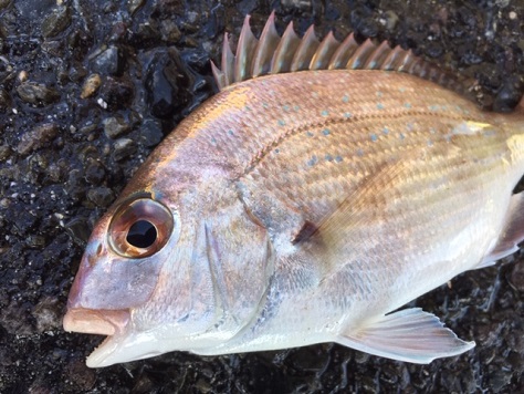 sea bream