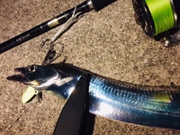 cutlass fish night