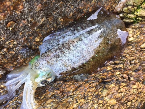 ガッ釣リング