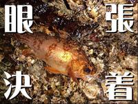 眼張決着