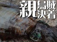 親烏賊長期戦決着