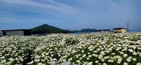 Daisies