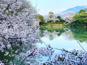 Remembering Japanese Spring