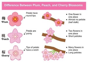 Blossom Lesson