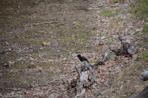 Woodpecker