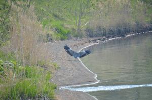 Grey Heron