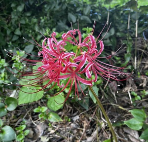 spider lily