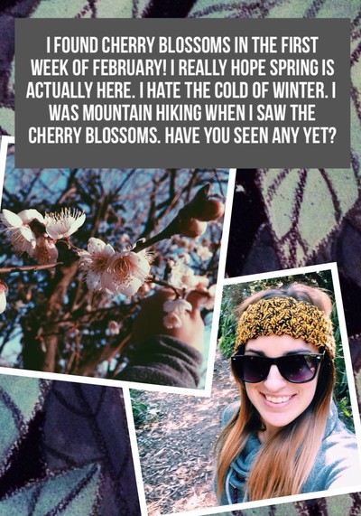 Cherry Blossoms in February!