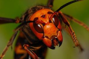 Japanese Giant Hornet