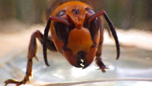 Japanese Giant Hornet