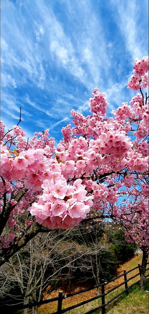 Sakura Season is Here!!!