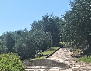 Olive Groves