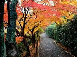 Fall in Japan